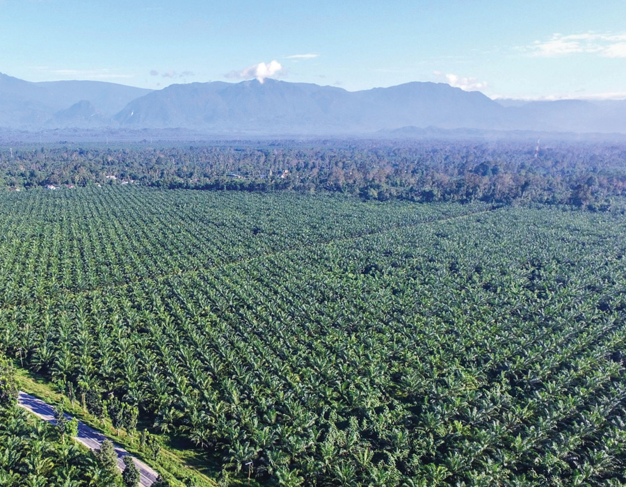 Rubber Plantation Malaysia | Oil Palm Plantation Malaysia