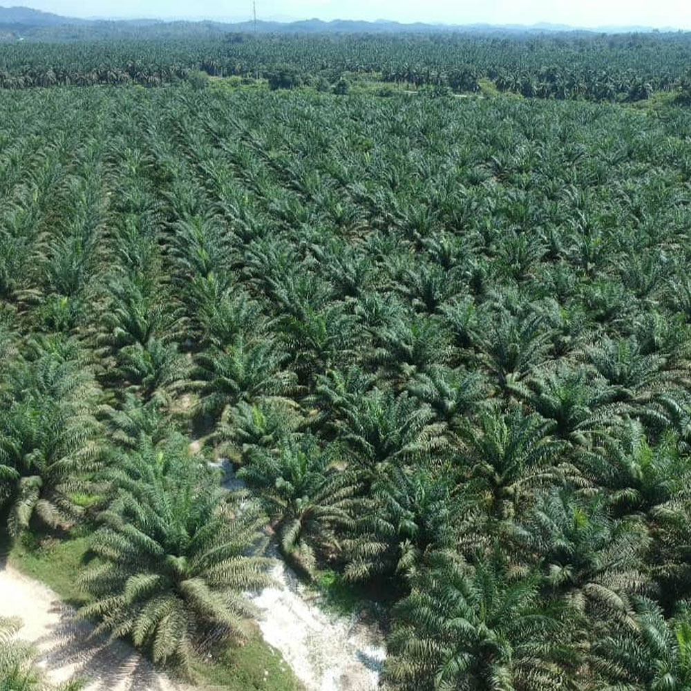 Investment Holdings Company Malaysia | Property Development Malaysia | Oil Palm Plantation Malaysia